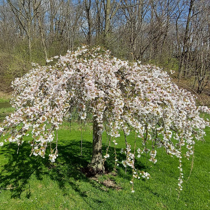 Weeping Cherry Blossom Tree Plant, 8 to 12 Inch Tall Dwarf Weeping Cherry Blossom Tree Plant, Live Cherry Blossom Plant in Pot, White Cherry Flower Plant
