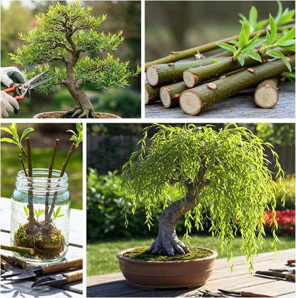 Dwarf Weeping Willow Bonsai Tree Cutting to Grow – Live Indoor Plant for Home & Office Décor | Hand-Trained Miniature Tree with Elegant Cascading Branches - Bonsai Material
