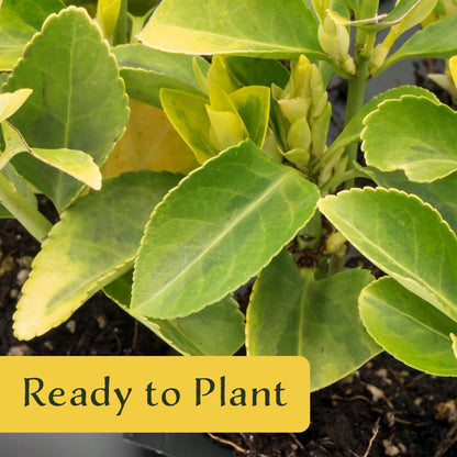 3 Golden Euonymus Shrubs | Live Plants in 2.5-inch Nursery Cubes | Japonica ‘Aureo-Marginatus’ Variety | Easy-Care Evergreen | Variegated Yellow-Green Foliage | Hedges & Shrubs for Home & Garden
