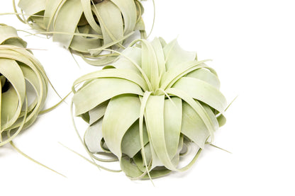3 Pack Large Xerographica Air Plants 5 to 7 Inch Wide-Air Plants Live Tillandsia Succulent House Plants Holders-Available in Wholesale and Bulk-Home and Garden Decor-Easy Care Indoor Outdoor(
