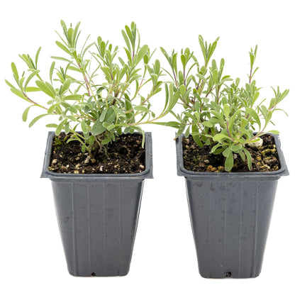 2 Super Blue Lavender Plants (Lavandula angustifolia 'SuperBlue') | Live Evergreen Herb with Fragrant Purple-Blue Blooms | Fast-Growing Perennial for Pollinators & Landscaping in 3.5" Cubes