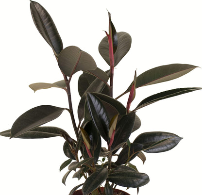 Shop Succulents | Standing Collection | Hand Selected, Air Purifying Live Burgundy Rubber Ficus Elastica Tree Indoor House Plant