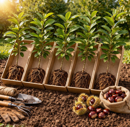5 Chestnut Trees Live Plants for Growing – Hardy Nut-Bearing Trees for Home Orchards & Landscaping – Fast-Growing Chestnut Saplings