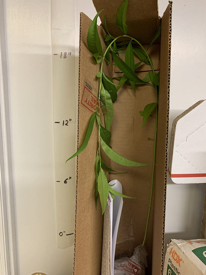 Prunus persica Nemaguard (Peach Seedling) Live 1-2 y.o. Plant