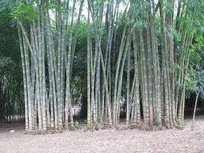 Dendrocalamus Asper Bamboo | 2 Large Trade Gallon Size Plants | Dendrocalamus Asper | Privacy Screen, Fast Growing Privacy Hedge, Non-Invasive, Tropical Landscape, Drought Tolerant