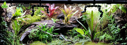 Josh's Frogs Philodendrons (Moonlight)