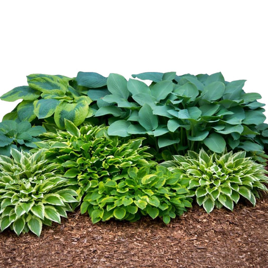 Easy to Grow Hosta Bumper Crop Mix 10 Trimmed Roots - Mixed Varieties Colorful Foliage, Summer Flowers Partial to Full Shade Zones 3-8