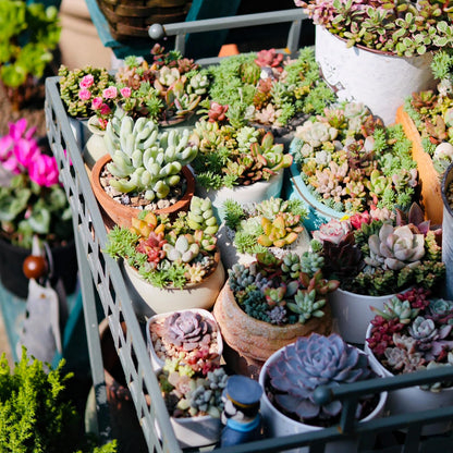 Sprout N Green 10 Assorted Succulents with Root, 10 Different Varieties Live Plants Collection, Without Plant Pot, Easy to Care, Great for Gardener Beginner, DIY Projects, Wedding Party Favor