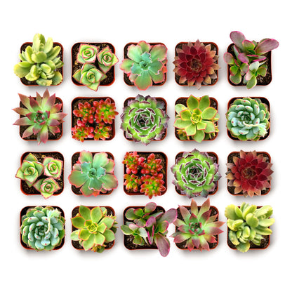 Shop Succulents Spring Beauties Bulk Succulent Plant Pack – Live Mini Succulent Plants, Bright Colorful Mix, Easy Care Houseplants – Gardening, Terrariums, Gifts & Party Favors, 2" Pots