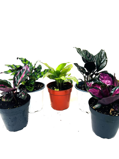JM BAMBOO Calathea Party of 2 Live Plants 'Unique by JMBamboo'