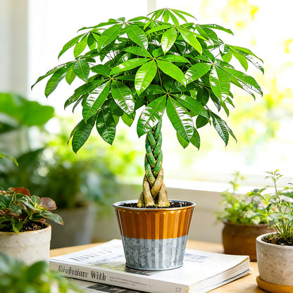 Live Plants Money Tree in 4" Gold-Gray Pot, Easy to Grow Houseplant, Indoor Bonsai, Home Office Decor, Birthday Housewarming Gift