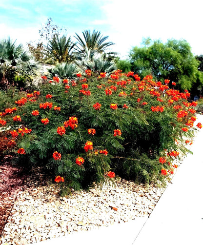 5 Mexican Red Bird of Paradise Seeds (Caesalpinia pulcherrima) – Dwarf Poinciana Flower Shrub