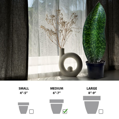 Live Sansevieria Masoniana, Mason’s Congo, Whale Fin, Shark’s Fin, Rare Houseplant, Housewarming Gift, Christmas Gift, Father's Day Gift, Live Home Decor Plant in 6" Pot