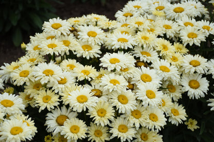 Live Plant from Green Promise Farms - Proven Winners, Leucanthemum Amazing Daisies 'Banana Cream II' Shasta Daisy, Yellow/White Flowers - #1 Gallon Size Container
