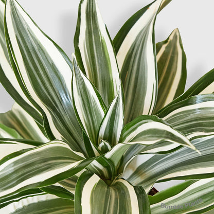 Dracaena 'Warneckii White Jewel'-4" Pot - Live Plant Easy Care, Low Maintenance for Home Decor - Air Purification Houseplant