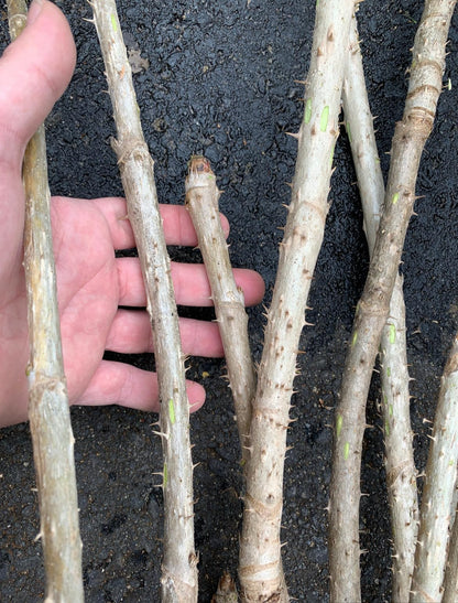 1 Branch/stem 32-34” Long of Aralia spinosa - Devil's Walkingstick.