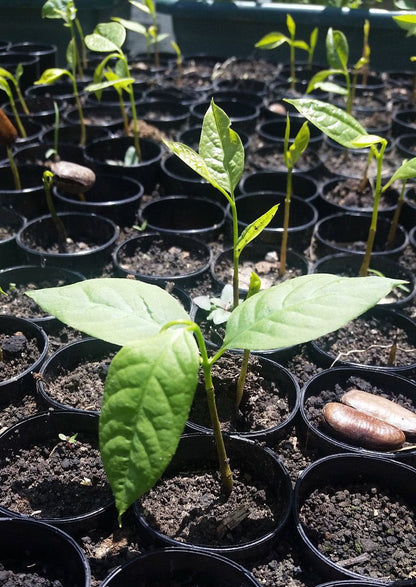 1 Paw Paw Tree Seedling Organic Asimina Triloba (5"-8" tall) LIVE PLANT