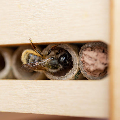 DIY Solitary Bee Hotel Kit – Make Your own Home for Wild Bees. Bee-Friendly Gift for Nature Lover. 190 x 215 x 70mm
