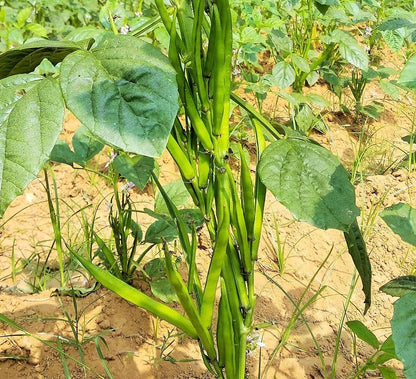 100+ Pcs Indian Cluster Bean Seeds, Non-GMO Vegetable Seeds for Planting, High Germination Guar Seeds for Home Garden, Backyard, Outdoor Grow Bags or Pots