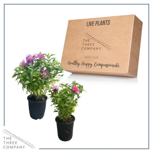 Live Flowering Bee Balm - Assorted Colors (2 Plants Per Pack), Pollinator - Attracts Butterflies, 10" Tall by 4" Wide in 1 Qt Pot