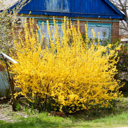 2 Forsythia Plant Live, 4 Inch Pot Lynwood Gold Forsythia Bush, Hardy, Low Maintenance, Bell Yellow Flowering Shrub, Ideal for Garden Décor & Outdoor Spaces