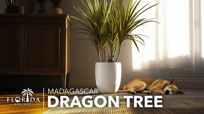 Madagascar Dragon Tree | 1 Extra Large Trade 3 Gallon Plant | Dracaena Marginata | Indoor Air Purifier, Low Maintenance, Tropical Foliage, Office and Home Decor, Easy Care, Live Houseplant