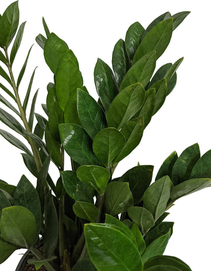 ZZ Plant (Zamioculcas zamiifolia), Live Indoor Houseplant, 6 Inch Nursery Pot