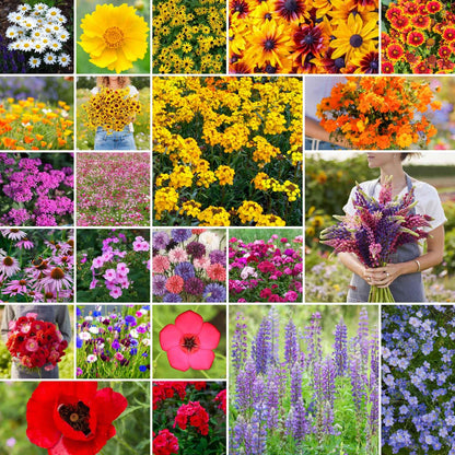 Eden Brothers Northeast Wildflower Mixed Seeds for Planting, 1/4 lb, 120,000+ Seeds with Cosmos, Candytuft, Shasta Daisy | Attracts Pollinators, Plant in Spring or Fall, Zones 3, 4, 5, 6, 7, 8, 9, 10