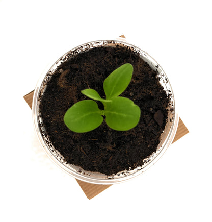 Seeds In A Cup: Tree Grow Kit | Easy to use | Educational | Memorial Gift | Plant It for The Planet | Grow Your Own Tree |Wide Selection to Choose from (Apricot)