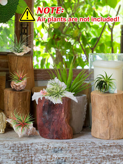 Biggun 5 Pack Conch Sea Shell Air Plant Holder-Natural Conch Plant Pots Holder in 5 Styles Decorative Tillandsias Succulent Display Container Table Centerpiece for Home Garden Beach Theme Party Favor