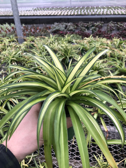Generic Hawaiin Spider Plant ~ Variegated Green and White ~ Live Large Plant for Home or Office