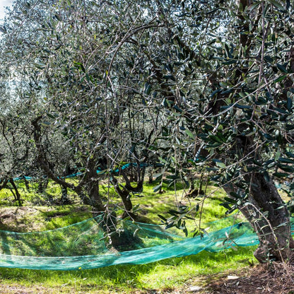 Arbequina Live Olive Tree Plant (2.5–3 Ft Tall), High-Yield, Compact, Drought-Tolerant Olive Tree for Planting Outdoor, No Ship to CA,HI,AK
