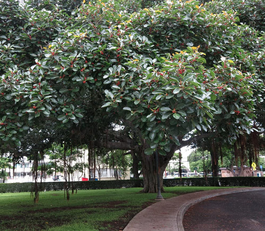 Palm Beach Medicinal Herbs - Indian Banyan (Ficus benghalensis) - Packet of 10 Seeds