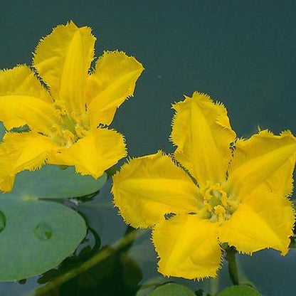 Live Aquatic Pond Plant Yellow Floating Heart: Hardy Outdoor Garden Water Pond Plants Lily Like Floating Pads Goldfish Koi Ponds Loves Shade Sun Flowers Beautiful White Vanilla Scented Lily Flower
