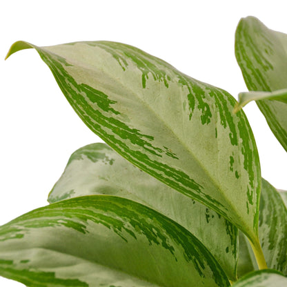 Chinese Evergreen 'Silver Bay' in 6in Pot - Live Plants Tropical Houseplants | Variegated | USA Growers | The Snobby Leaf