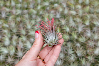 5 Pack Assorted Large Ionantha Rubra Air Plants - Live Succulent House Plants - Available in Wholesale and Bulk - Home and Garden Decor - Easy Care Indoor/Outdoor Air Plant