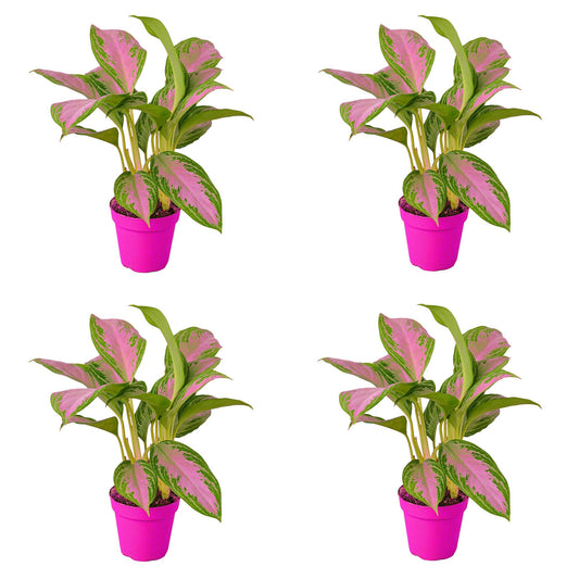 4 Pack Chinese Evergreen 'Silver Bay' in 6in Pot - Live Plants Tropical Houseplants | Variegated | USA Growers | The Snobby Leaf