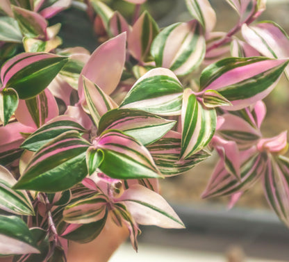2 Tricolor Wandering Jew Cuttings (Tradescantia Tricolor) – Live Plant Cuttings for Growing – Pink, White & Green Variegated Houseplant – Easy to Root