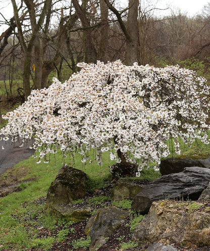 Weeping Cherry Blossom Tree Plant, 8 to 12 Inch Tall Cherry Blossom Tree Live in Pot, Perennial Cherry Blossom Sapling, White Cherry Blossom Tree Plant, Dwarf Cherry Flower Tree Starter Plant