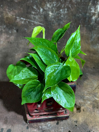 PLANTVERS Jade Philodendron in a 4" Nursery Pot – Philodendron Cordatum – Heartleaf Green Plant – Easy Care Vining Houseplant – Low Light Indoor Plant – Air Purifying Plant