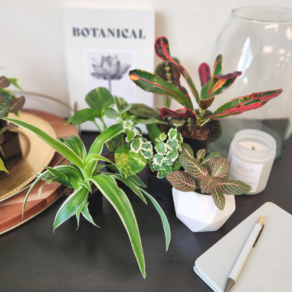 Tillandsia Air Plants Live Indoor Plants (50 Pack), Air Plants Bulk Party Favors or Wedding Favors Live Plants, Air Plant Lover Gifts, DIY Terrarium Kit, Air Succulents Plants Live by Plants for Pets