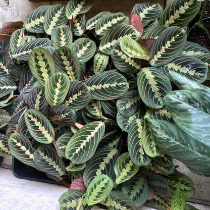 1 Red and 1 Green Prayer Plant - Maranta - Easy to grow - 4" Pot/unique-from Jmbamboo