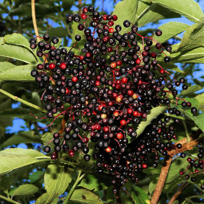 2 Black Elderberry Plants Live to Grow 6 to 12 Inch Tall, American Elderberries Bush, Berry Fruit Tree