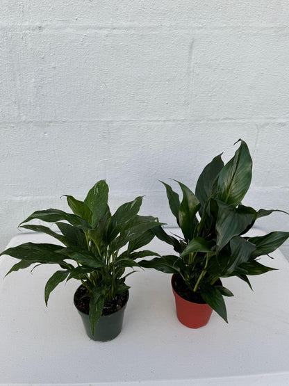 PLANTVERS Peace Lily in a 4” Grow Pot – Live Spathiphyllum – Flowering Air Purifying Plant – Easy Care & Low Maintenance Houseplant – Blooming Gift Plant (Set of 2 Pots Assorted)