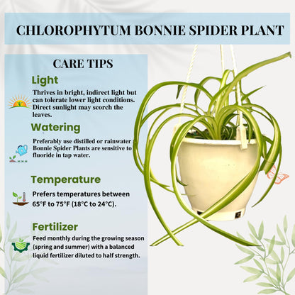 Spider Plant (Chlorophytum comosum) Live Plant in 4-Inch Pot - Easy Care Green & White Variegated Air-Purifying Houseplant for Home, Office, and Gifts (Heat Pack Included)