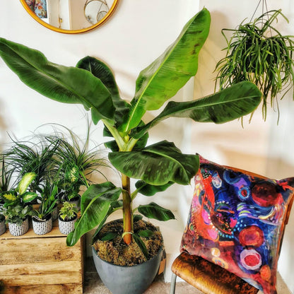 Dwarf Cavendish Banana Tree Live Plant, Well Rooted 4-8" Tall, Cold Hardy Tropical Banana Plant Live Well Rooted, Live Banana Fruit