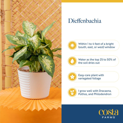 Costa Farms Dieffenbachia Live Indoor Plant, Easy to Grow Houseplant, Potted in Indoors Garden Nursery Plant Pot, Potting Soil Mix, Grower's Choice, Home and Office Plants Decor, 1 Foot Tall