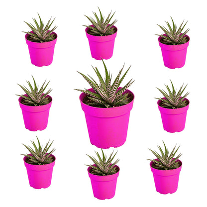 9 Pack Zebra Succulent in 4in Pot - Live Plants Tropical Houseplants | Variegated | USA Growers | The Snobby Leaf