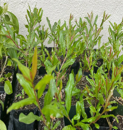 Pomegranate 'Wonderful' (Punica Granatum) - 2 inch Pot Live Plant - Grown in California.