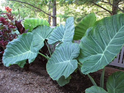 LIVE BULBS Colocasia gigantea Thailand Giant Thai Giant Elephant Ear Huge Leaf 2 Bulbs